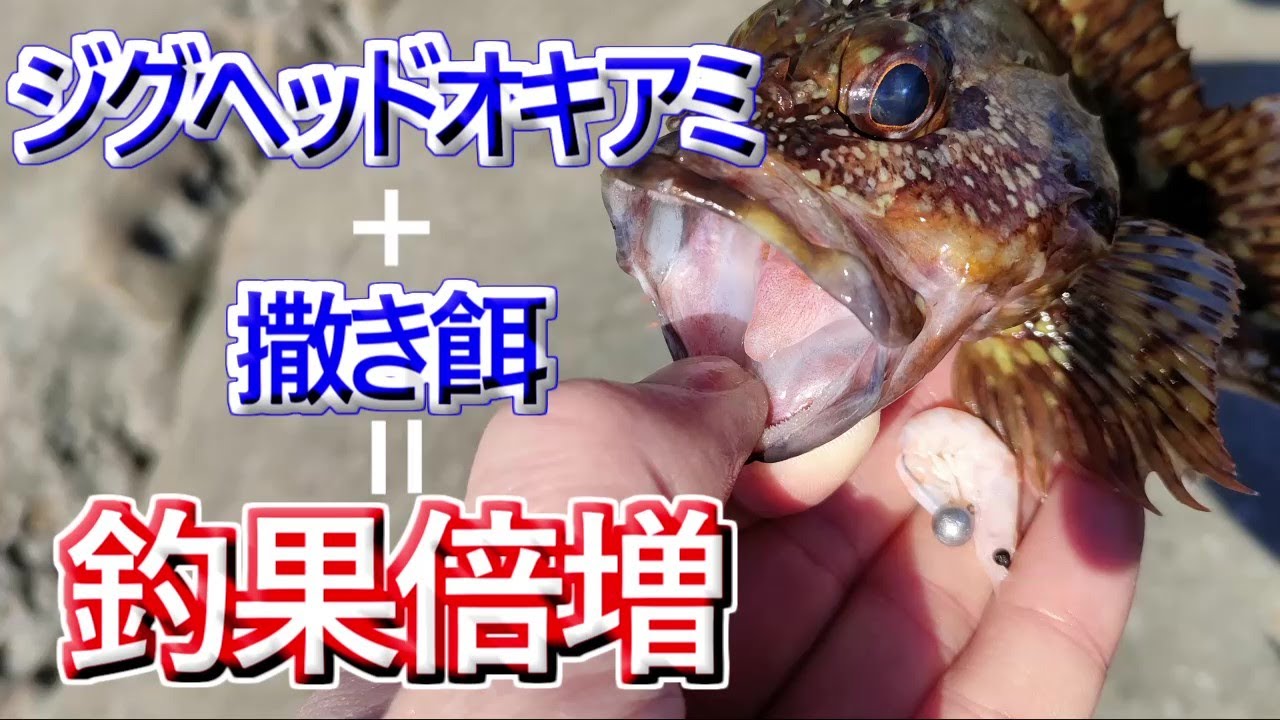 カサゴ（ガシラ）はジグヘッドオキアミに撒き餌を撒いて釣果倍増