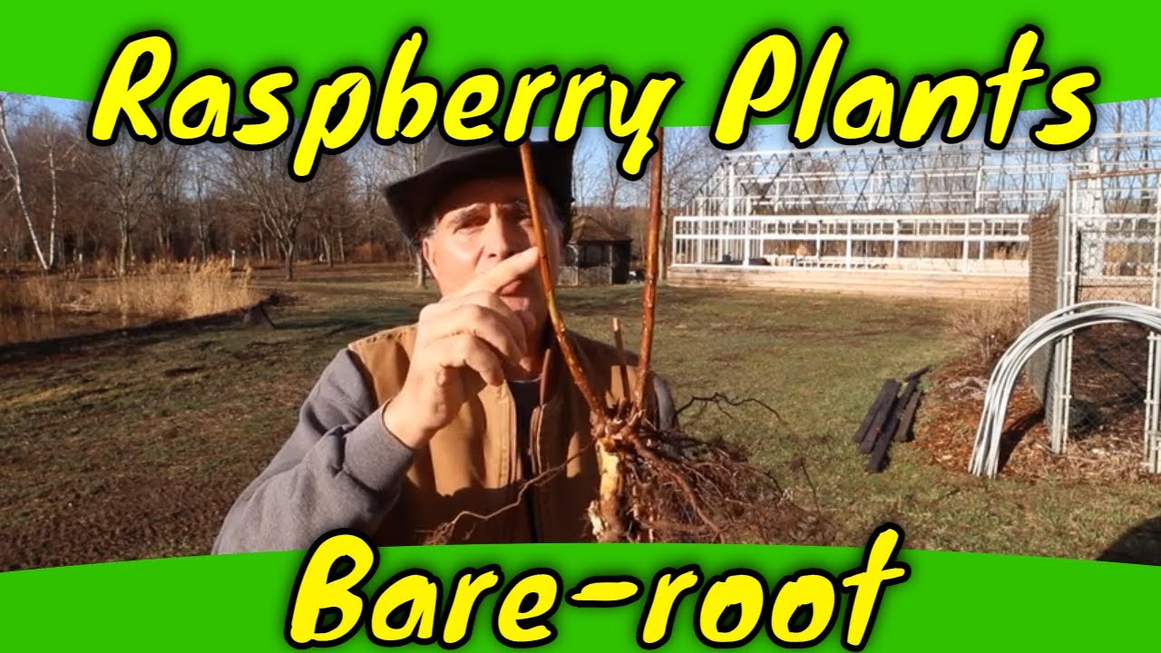 Bare root Raspberry Plants Is your site good and ready for them?
