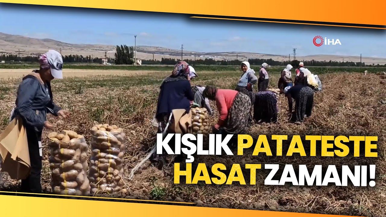 Afyonda Kışlık Patates Hasadı Başladı