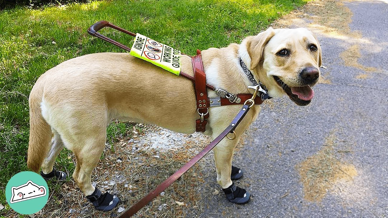 Guide Dog Helps Girl Go Through College | Cuddle Dogs