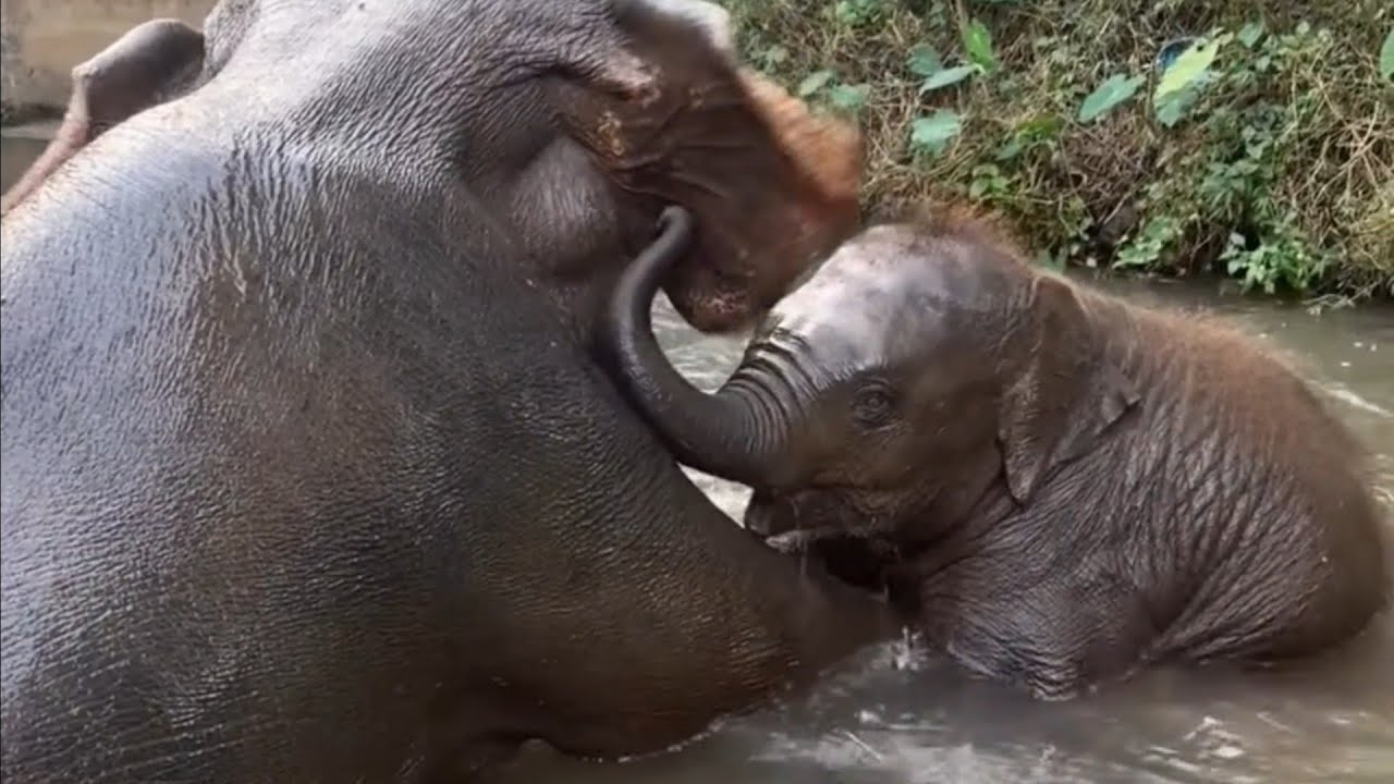 Splash & Cuddle! This Cute Baby Elephant LOVES Cuddling Mom in the Water