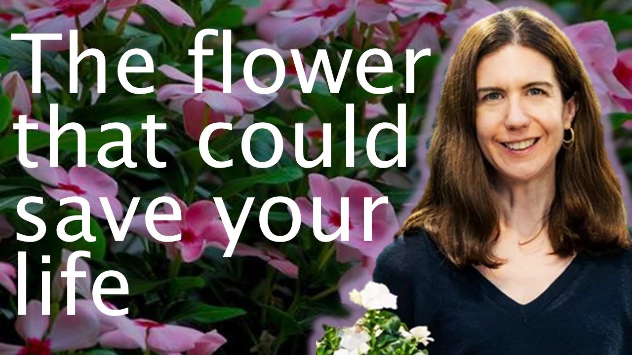 Biopharming: The flowers that cure cancer - Sarah O'Connor