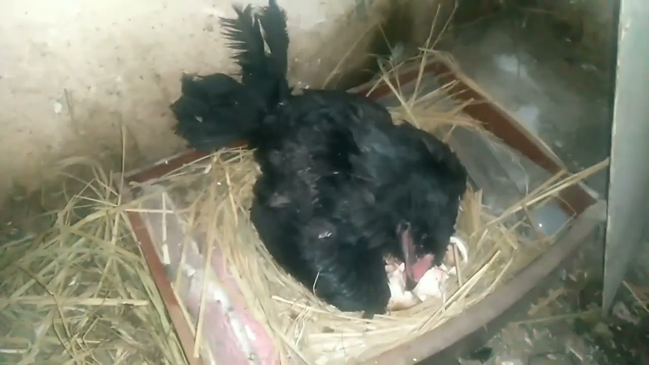 ماهو مده فقس بيض الرومي