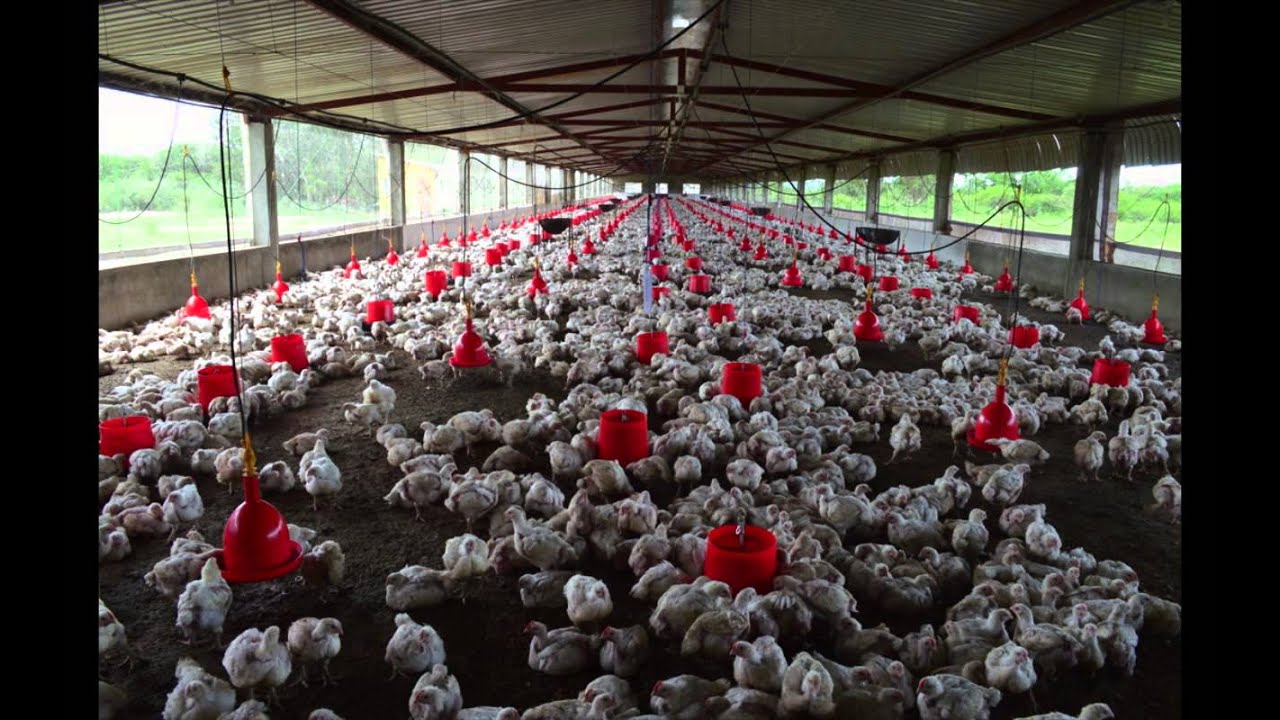 Peixe Bela Vista & Healing Wings Mozambique