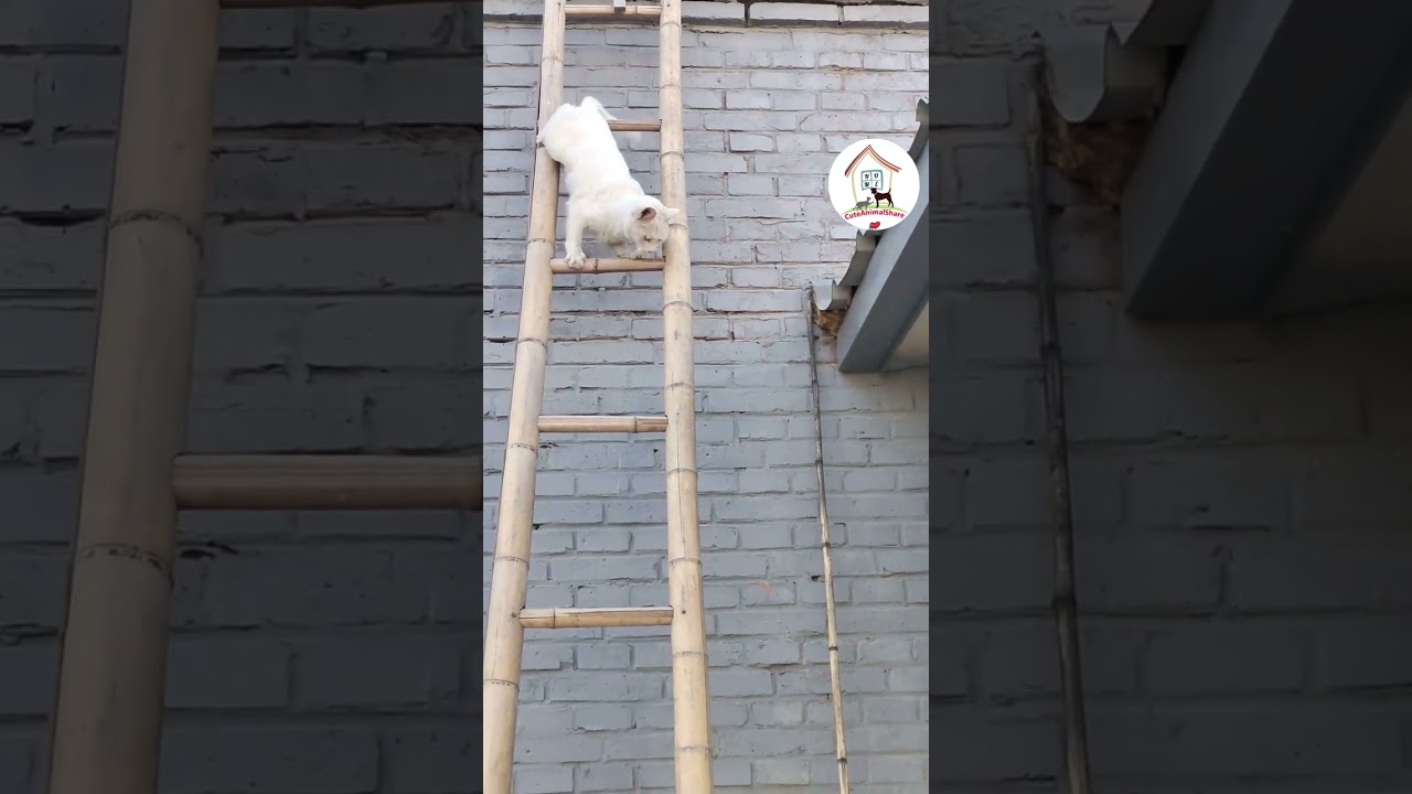 WOW, Smart Cat Climbing Down A Bamboo Ladder Cat Viral Videos 😺👍👍 -EPS494