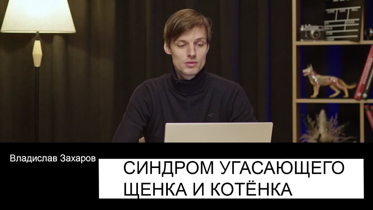 Синдром угасающего щенка и котёнка