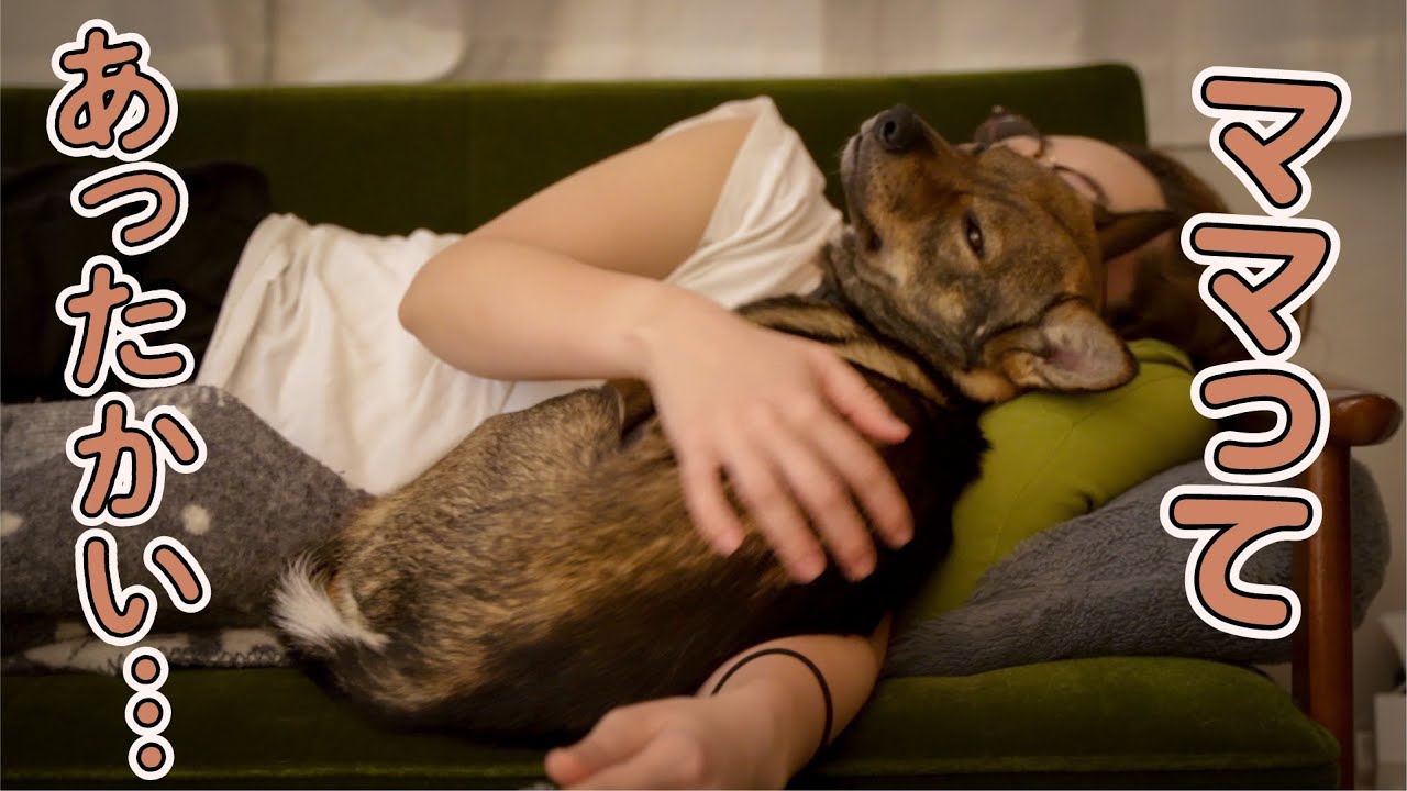 2日間、遊びまくって最終的にはママに抱かれて眠った保護犬チャーリー