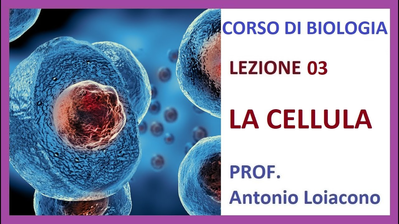 CORSO DI BIOLOGIA - Lezione 03 - La Cellula
