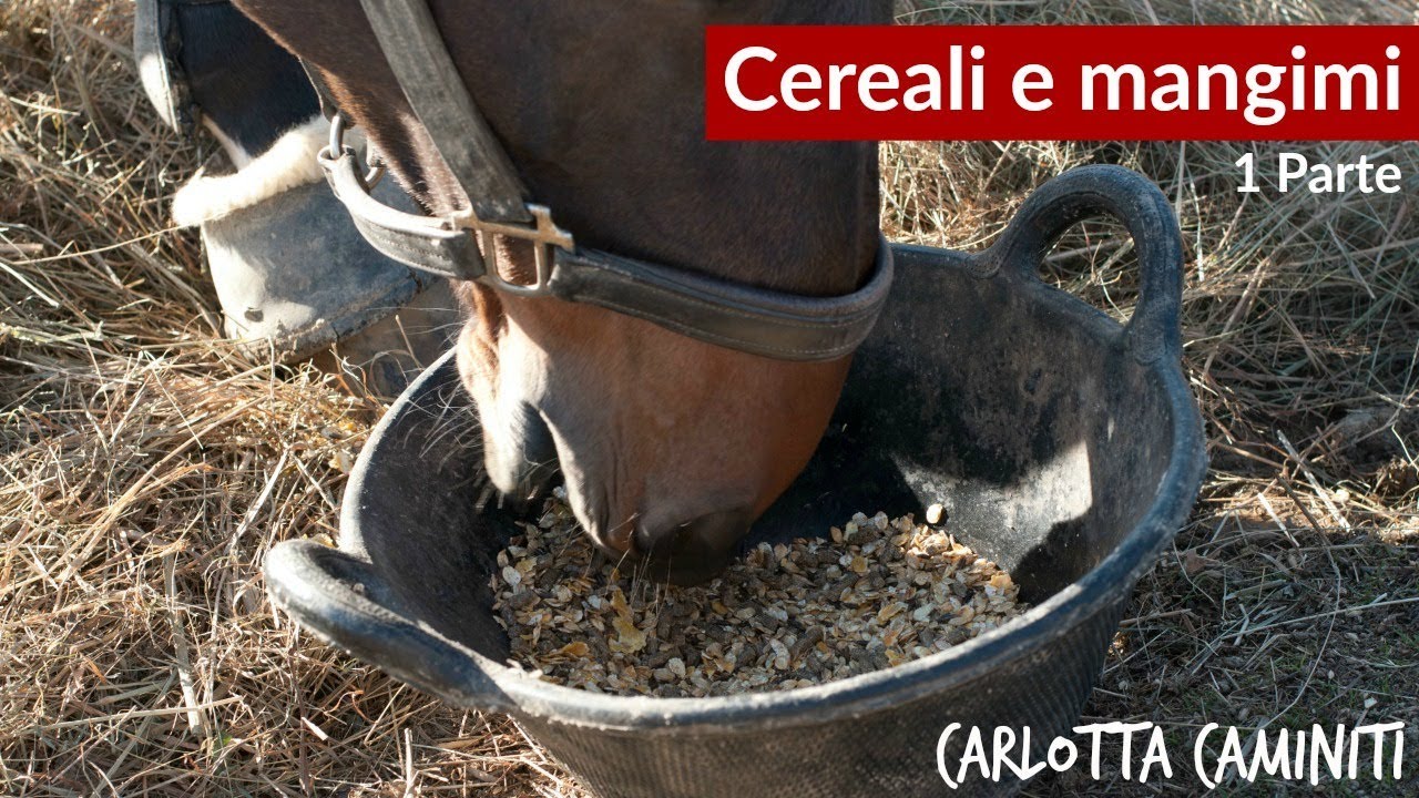 L'alimentazione 5 -   Cereali e mangimi (1 parte)