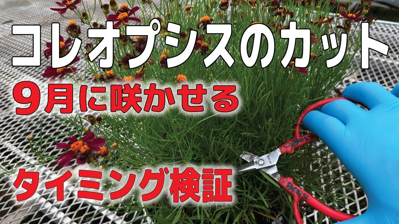 コレオプシス 、各品種9月に咲かせるBCタイミング検証してみた
