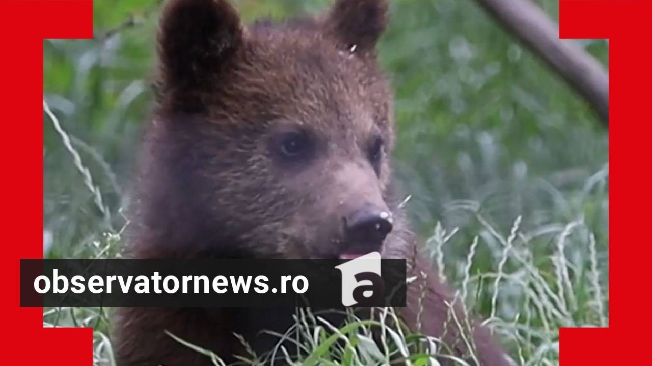 Cadou special de Ziua Îndrăgostiţilor: adoptă un urs sau un delfin. Cât costă certificatul