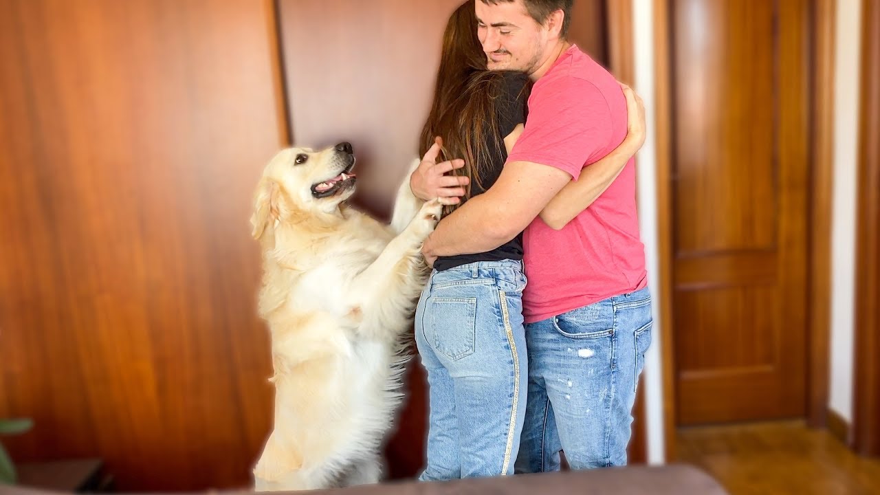 What does a Golden Retriever do when I hug my wife [Jealous Dog Bailey]
