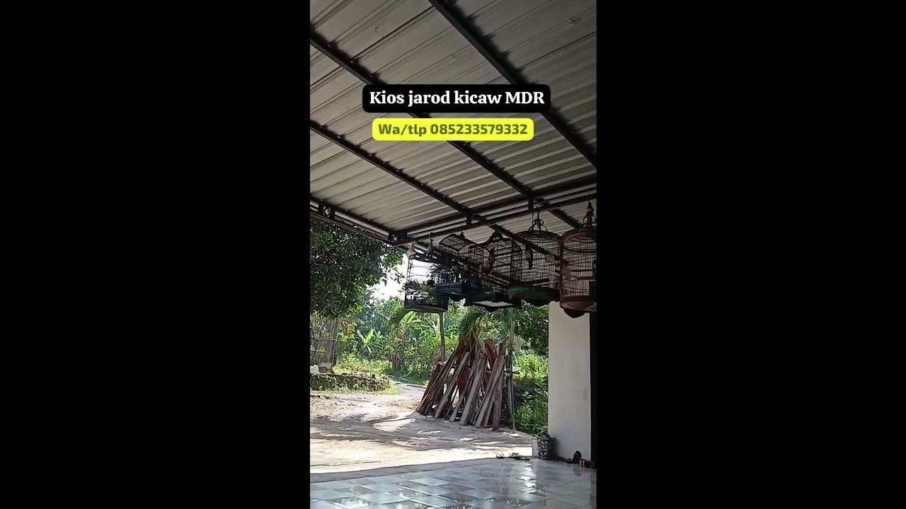 BURUNG JAGAL PAPUA GACOR SERASA BERADA DI HUTAN,  JINAK READY BANYAK 