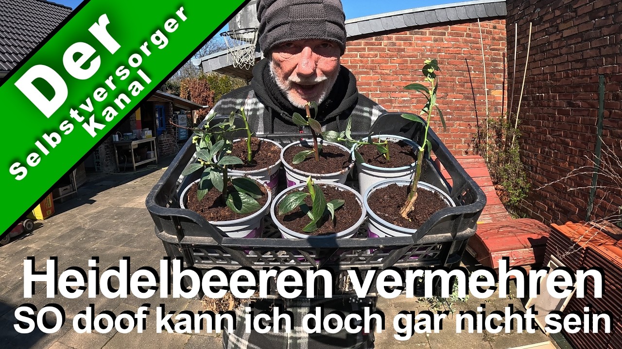 Heidelbeeren vermehren. So doof kann doch niemand sein. Oder etwa doch?