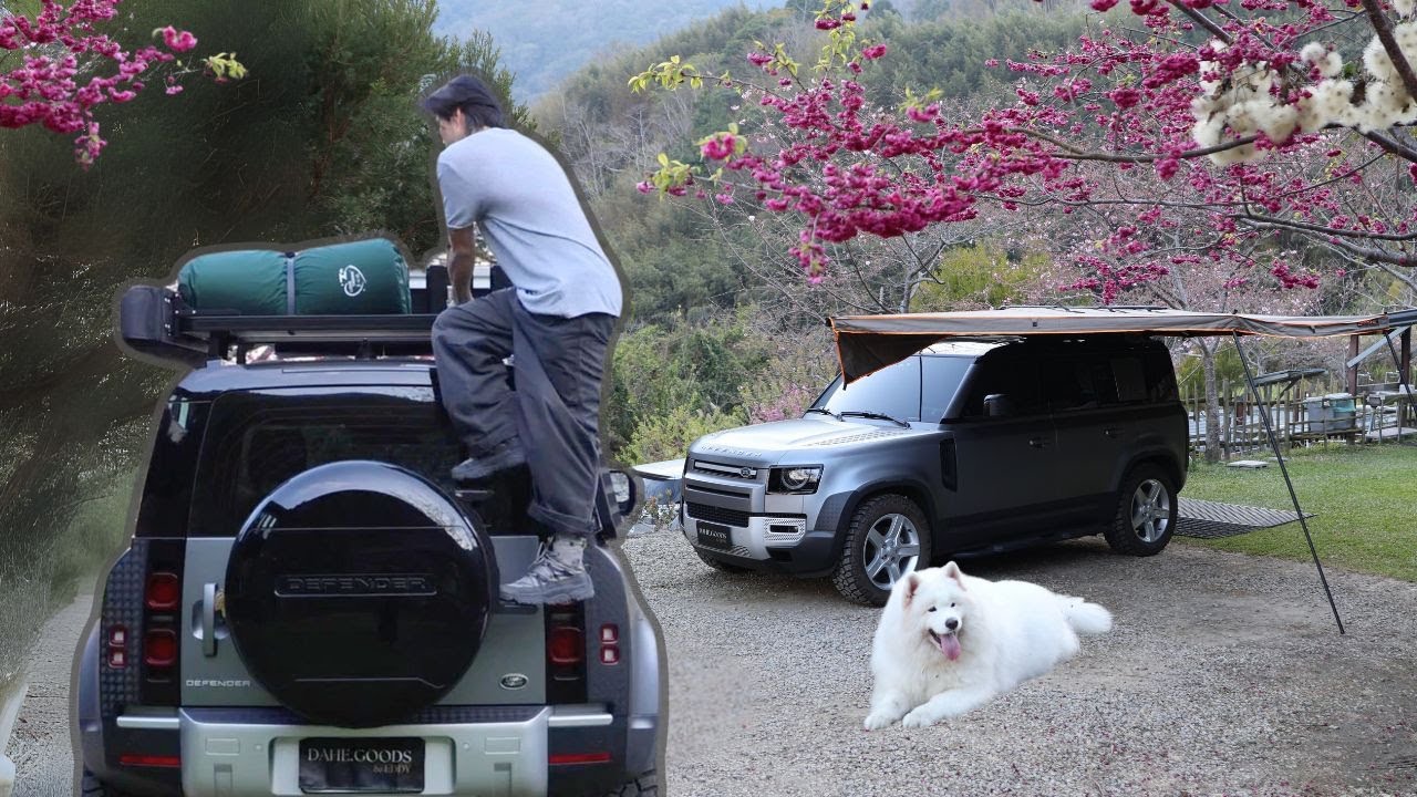 櫻花下的浪漫路虎 帶我的狗狗夥伴去賞花露營｜DEFENDER車中泊｜薩摩耶 ｜桃園 比固花園｜WarmBond｜#vanlife ｜#samoyed ｜Car camping