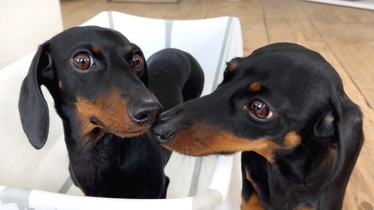 Dachshunds are taking a bath.