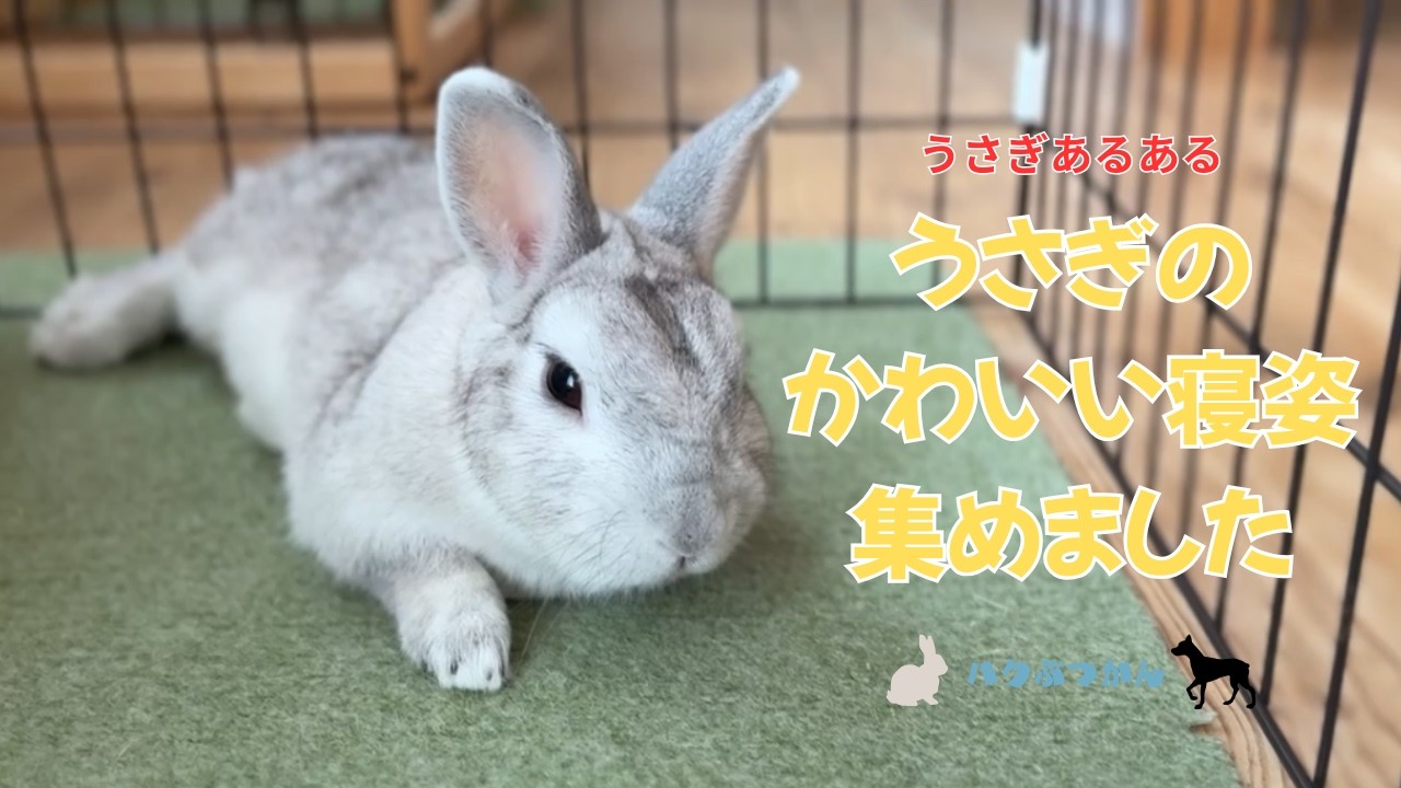 うさ飼いさんの特権　うさぎのかわいい寝姿集めました。うさぎあるある