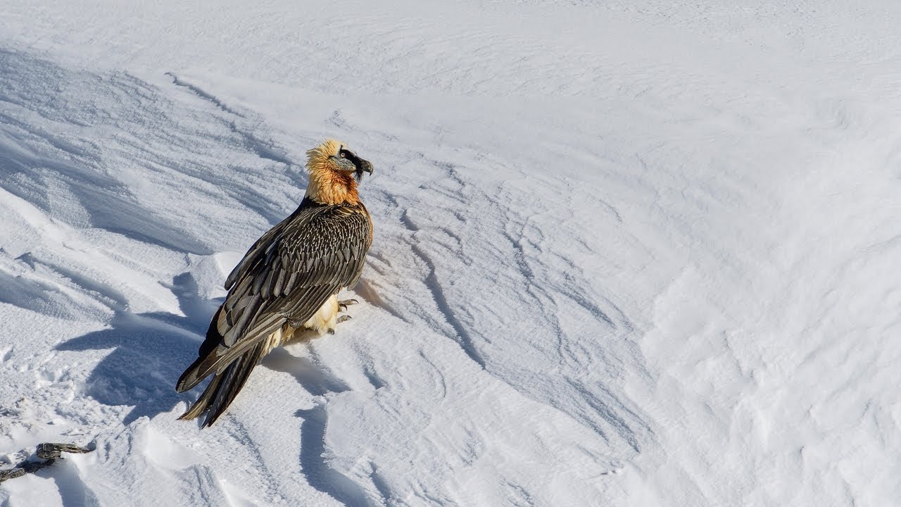 L.A. Zoo Keeper Travels to Europe to Study Vultures