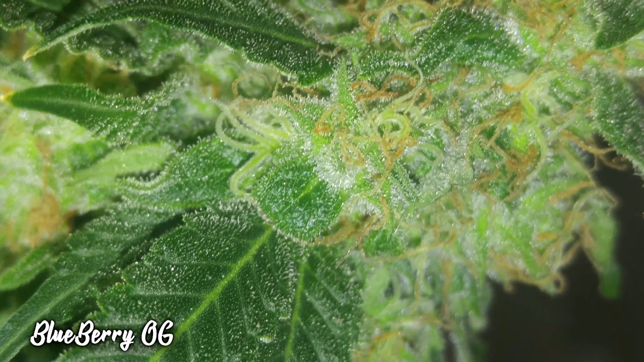 Blueberry OG and Black dog kush week 7 flower updates