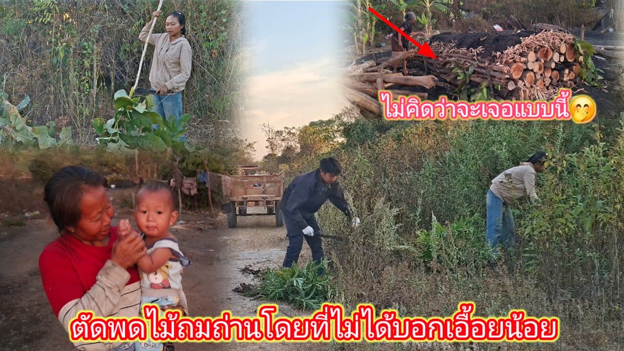 ลงมือตัดพดไม้ถมถ่านให้เอื้อยน้อย ไม่คิดว่าจะมาเจอแบบนี้?? 30 มกราคม ค.ศ. 2026