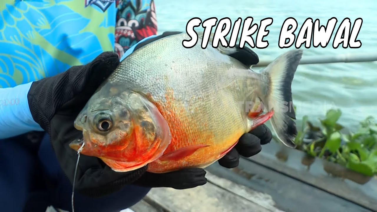 Battle Fishing di Rawa Pening | MANCING MANIA STRIKE BACK (07/12/24) Part 1