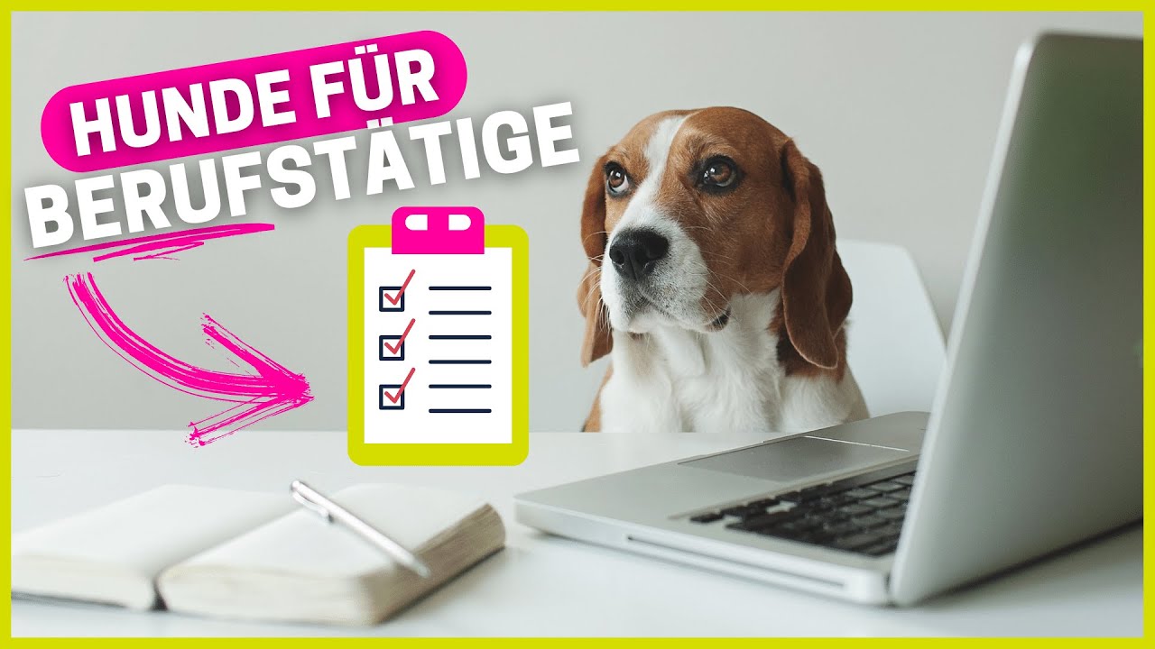 Top 10 Hunderassen für Berufstätige 🐶