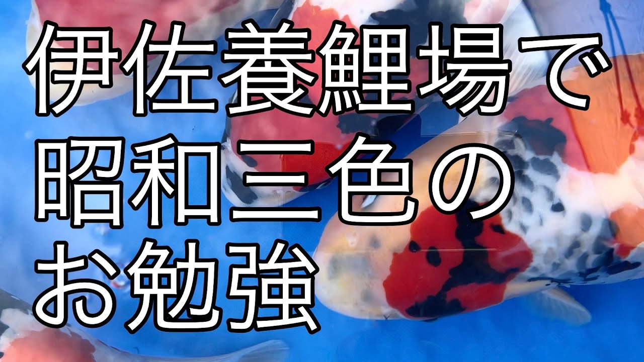 伊佐養鯉場で昭和三色のお勉強