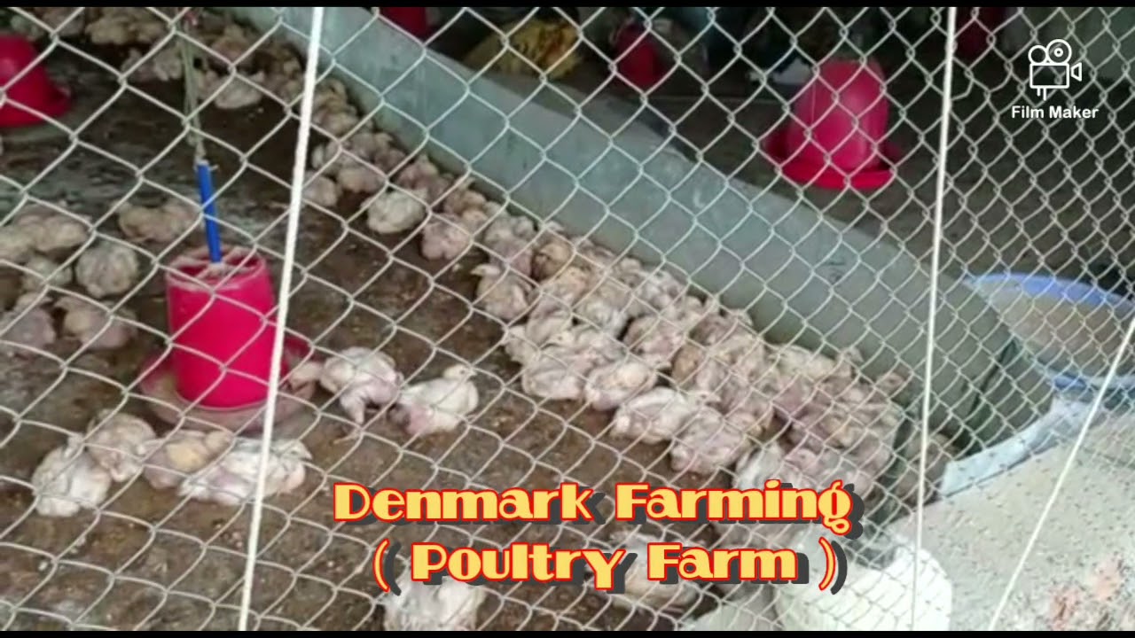 Earn From Poultry Farm
( Denmark Farming )
🐔🐔🐔🐔🐔🐔
