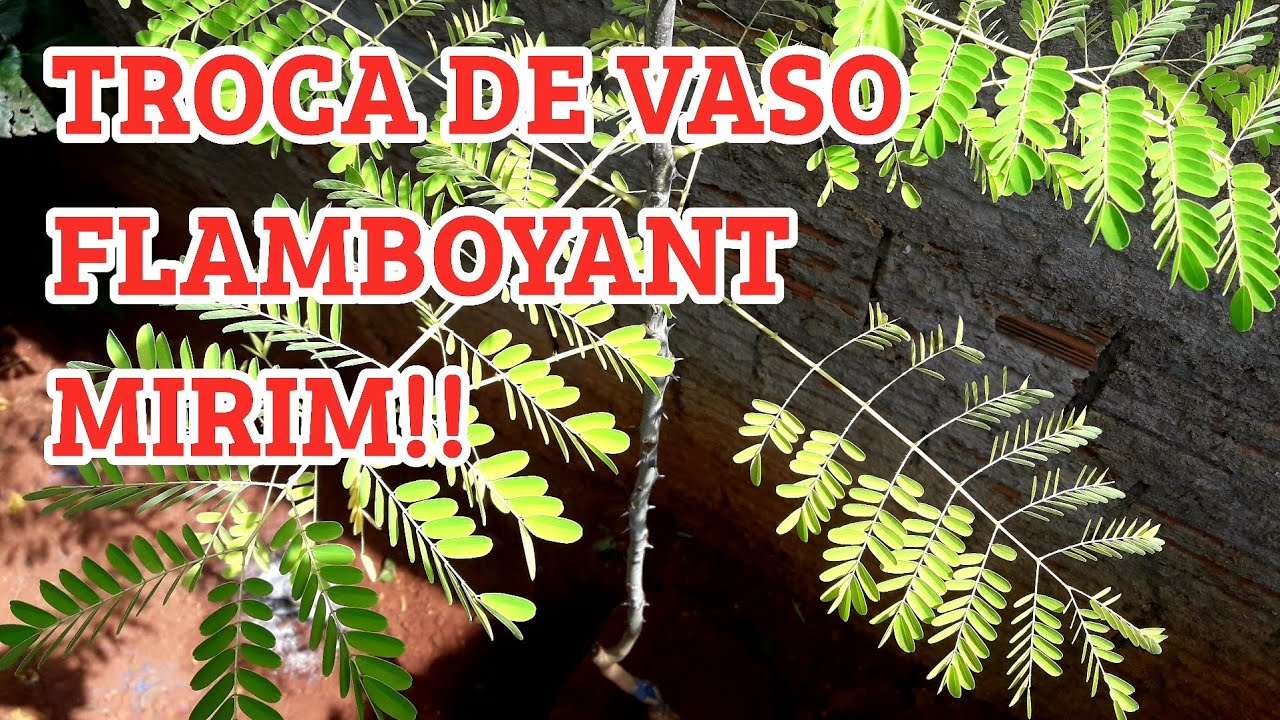 COMO TROCAR UM FLAMBOYANT MIRIM DE VASO | VÍDEO COMPLETO!!