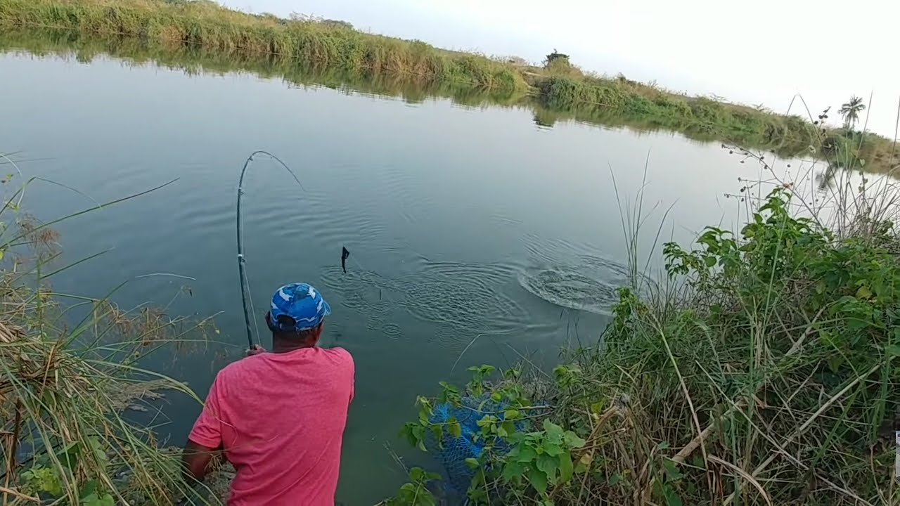 Awesome fishing | Big rohu fishes catch