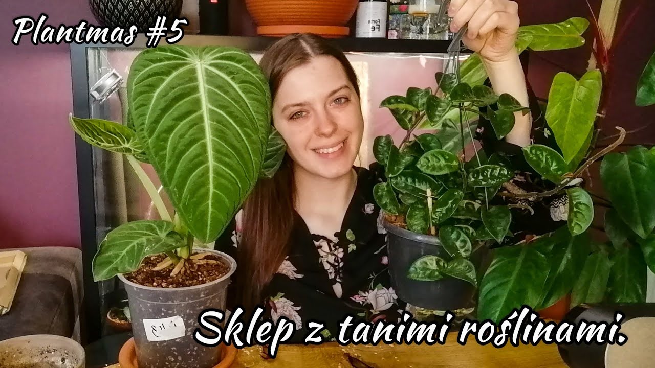 🌱 Tanie rośliny w sklepie? | Roślinne zakupy w Republice Roślin | Vlogmas 5 ❤️