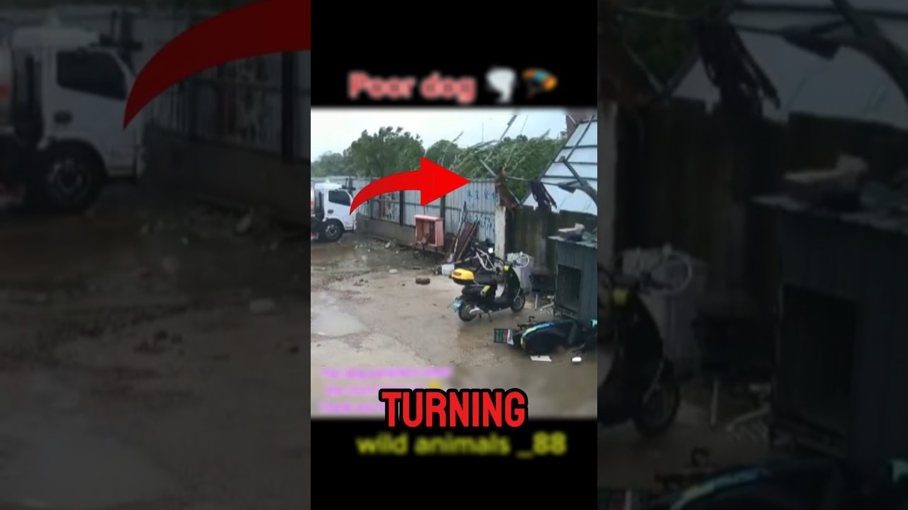 Dog Escapes Storm Drama😱