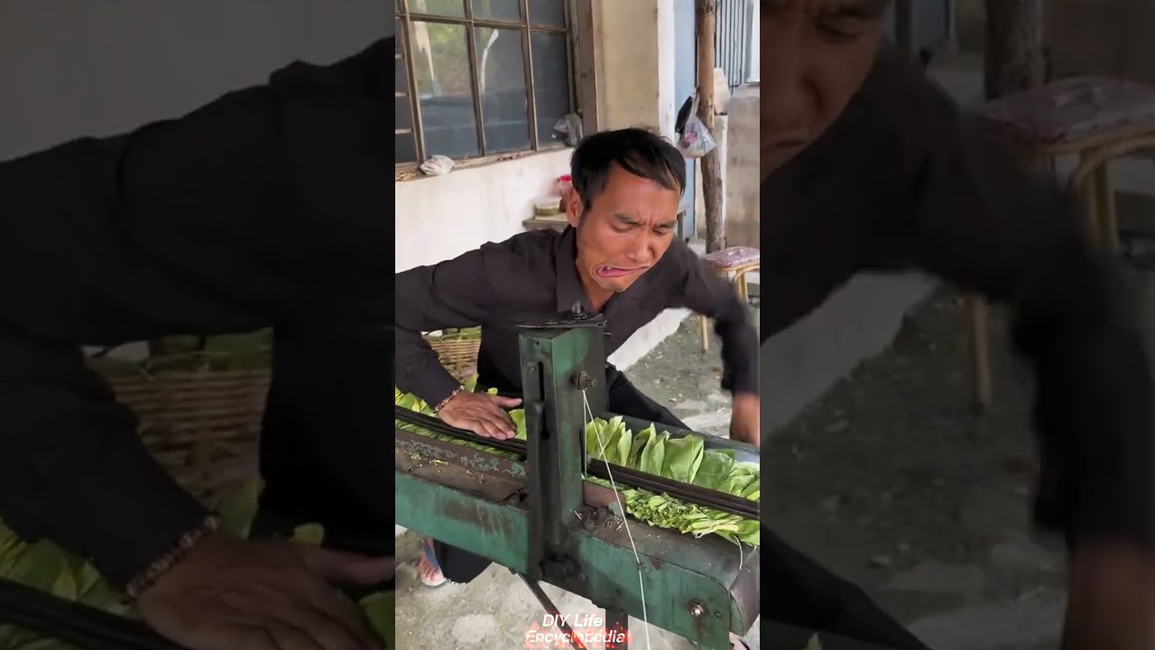 Fun Tobacco Leaf Bundling Machine Operation