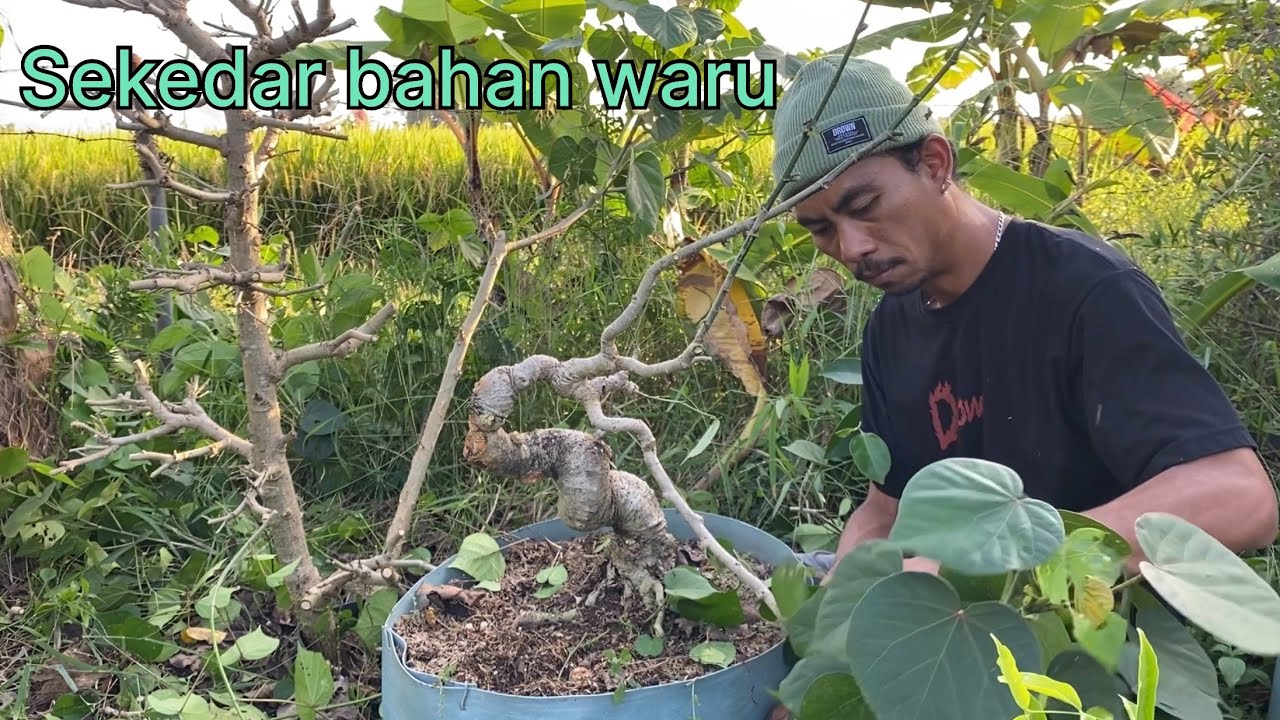 Membuat bonsai dari waru pagar 