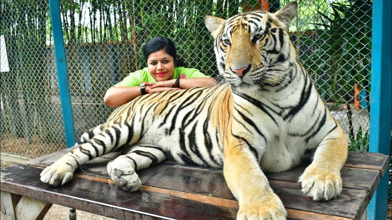 Tiger attack In Tiger Park Pattaya Thailand😍😳😱| Thailand Vlog😍| Part-5