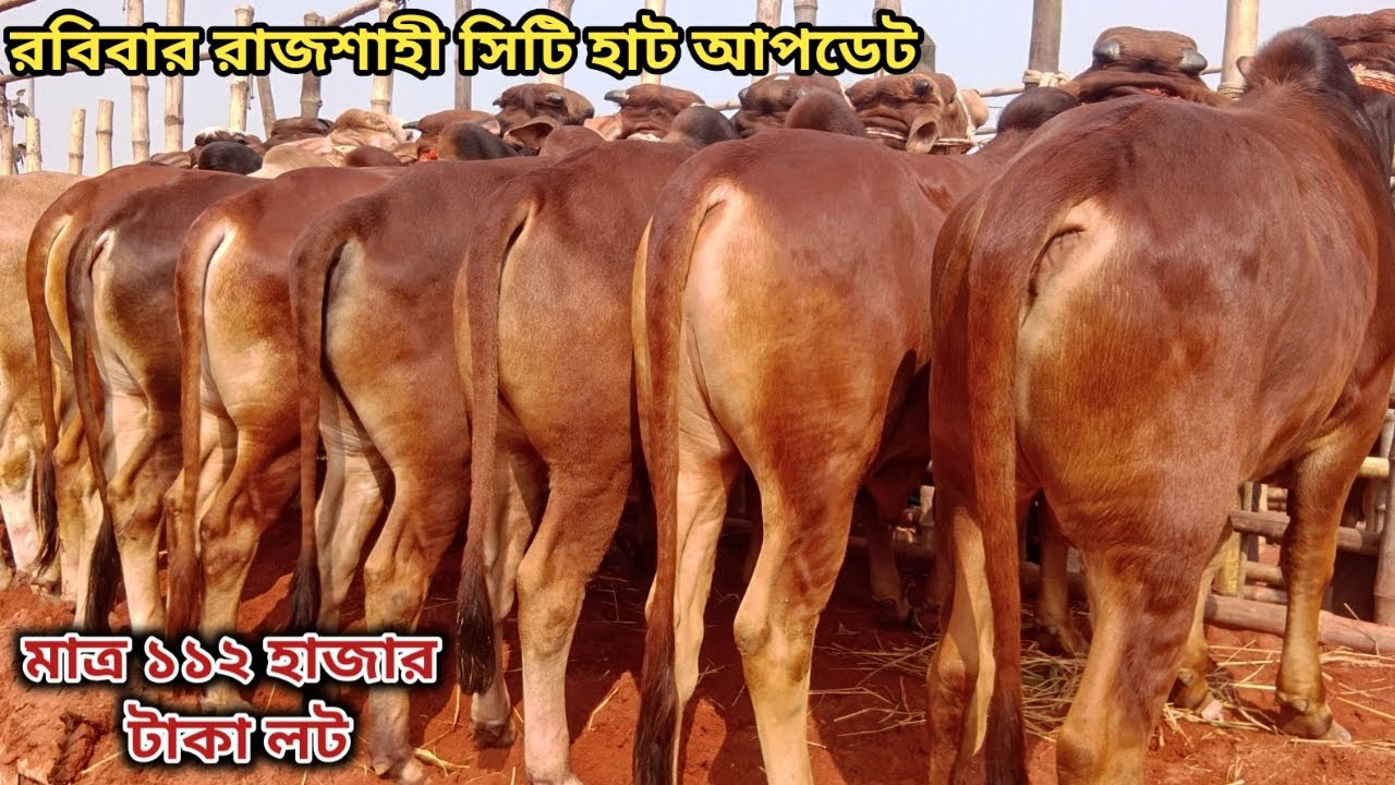 রবিবার রাজশাহী সিটি হাট আপডেট ।। ২৫/০১/২০২৬