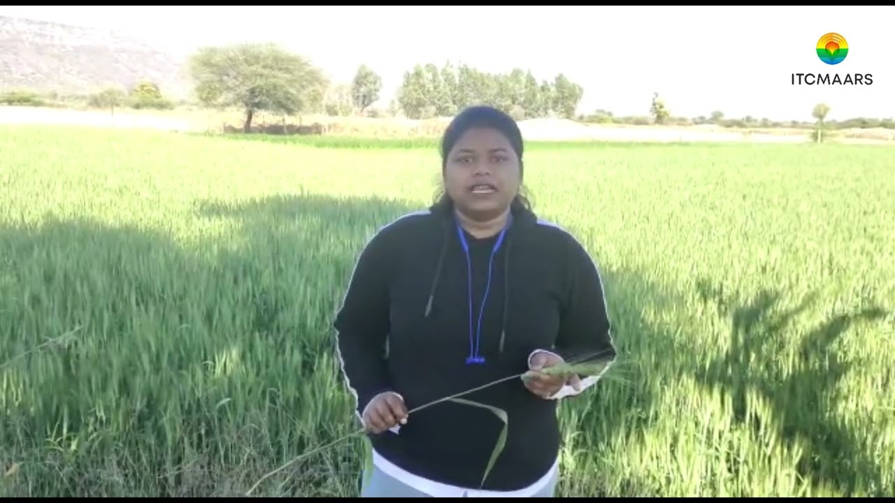 How to protect wheat crop from heat stress