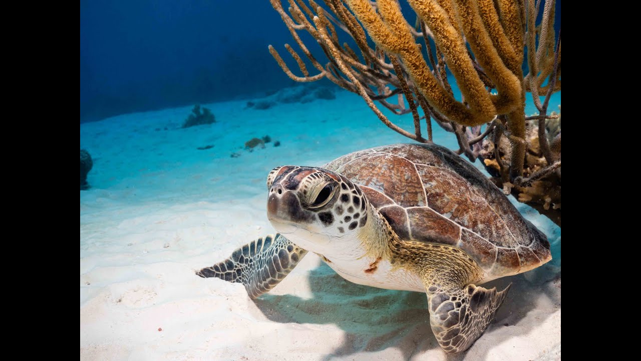 Scuba Diving Invisibles - Bonaire's Best Dive Site!