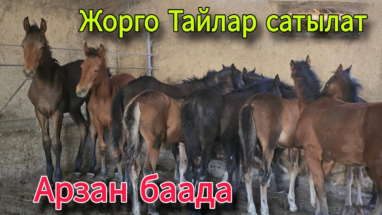 САТЫЛДЫ ЧАЛМАЙ ЖОК 