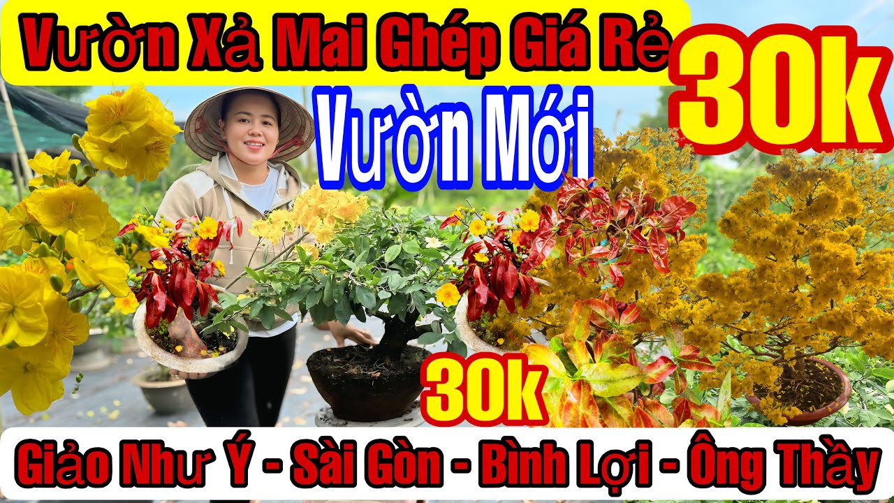 6/3☎️0966200503 ☎️🌲Mai Vàng Giá Rẻ🌲Giảo Như Ý-Ông Thầy-Siêu Bông Bình Lợi-Nhị Ngọc Toàn-Sb Sài Gòn…🌲