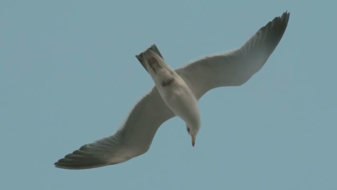 Hungry Seagull by Leon Wang