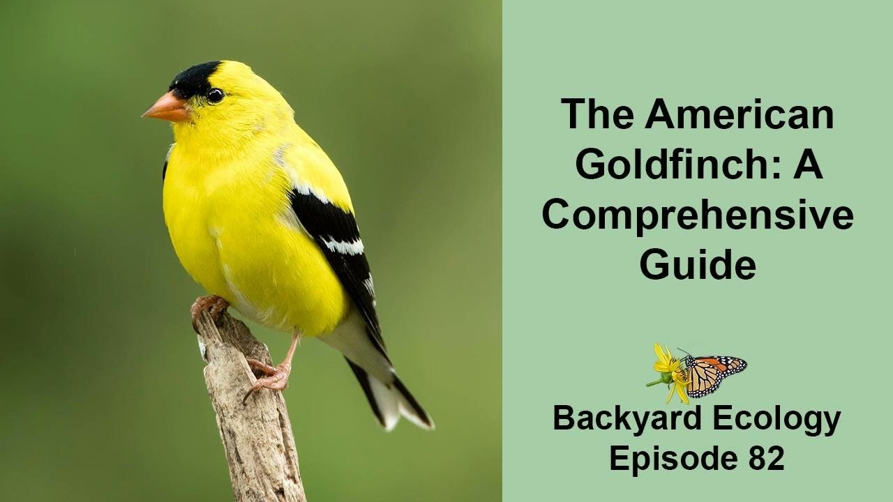 The American Goldfinch: A Comprehensive Guide
