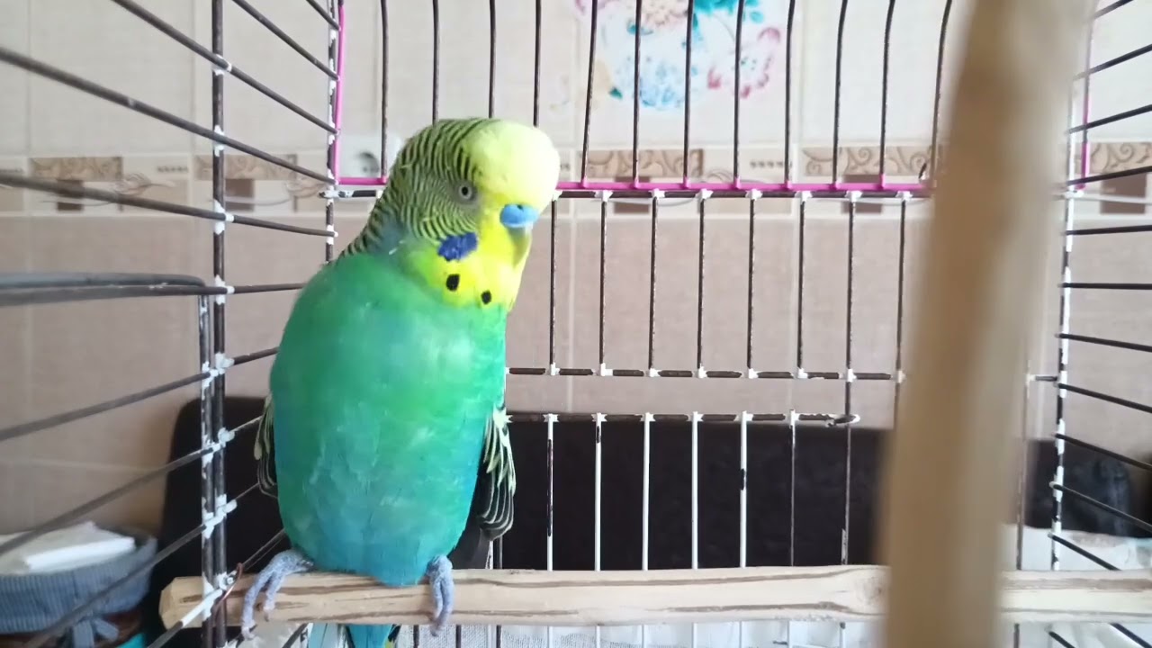 🎧🐥 2 часа счастья: самые естественные звуки, которые понравятся вашей волнистой попугайке