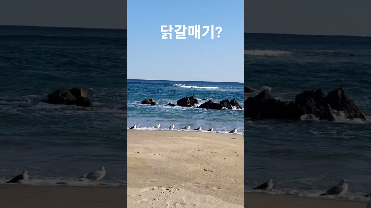 일어나 점호다(묵호어달,알람,갈매기,파도,닭)