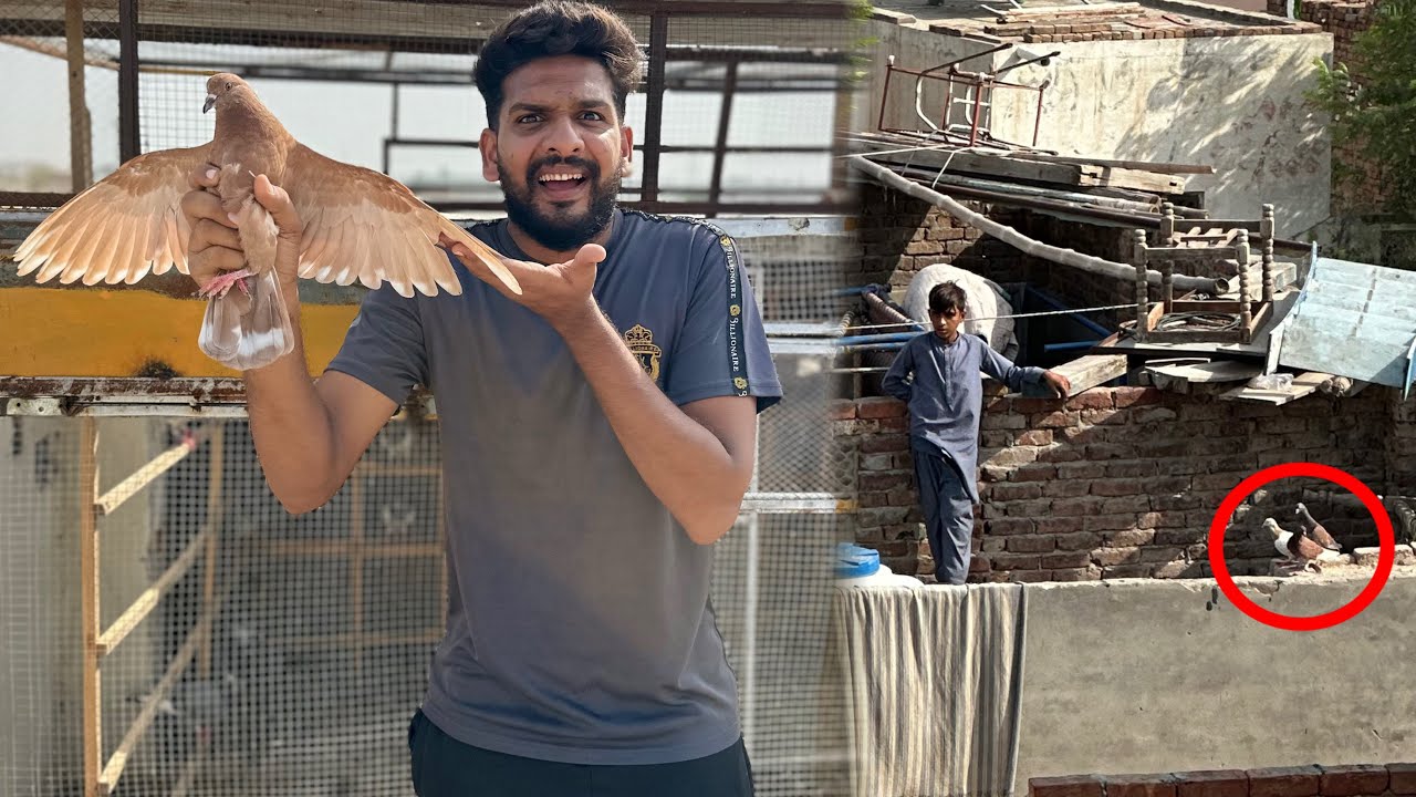 Aaj bacho Kay sath kabutaro ke larai karwa kar 1 kabutar utar liya 😱😳