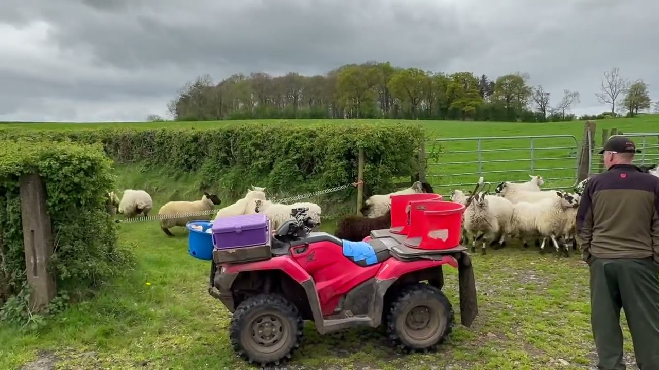 Lot 25: Sky – 14.5.25  Farmers Marts Dolgellau Online Sheepdog Auction