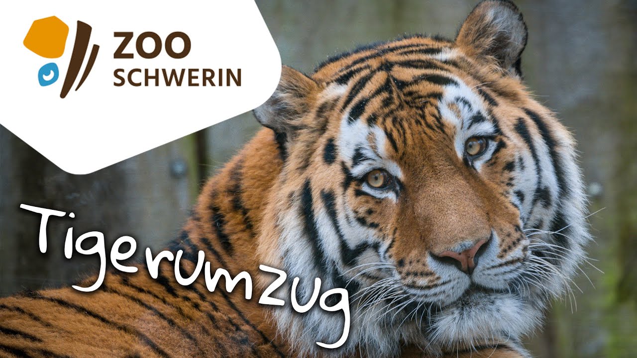 Tigerumzug - Zoo Schwerin - Zooleben 5