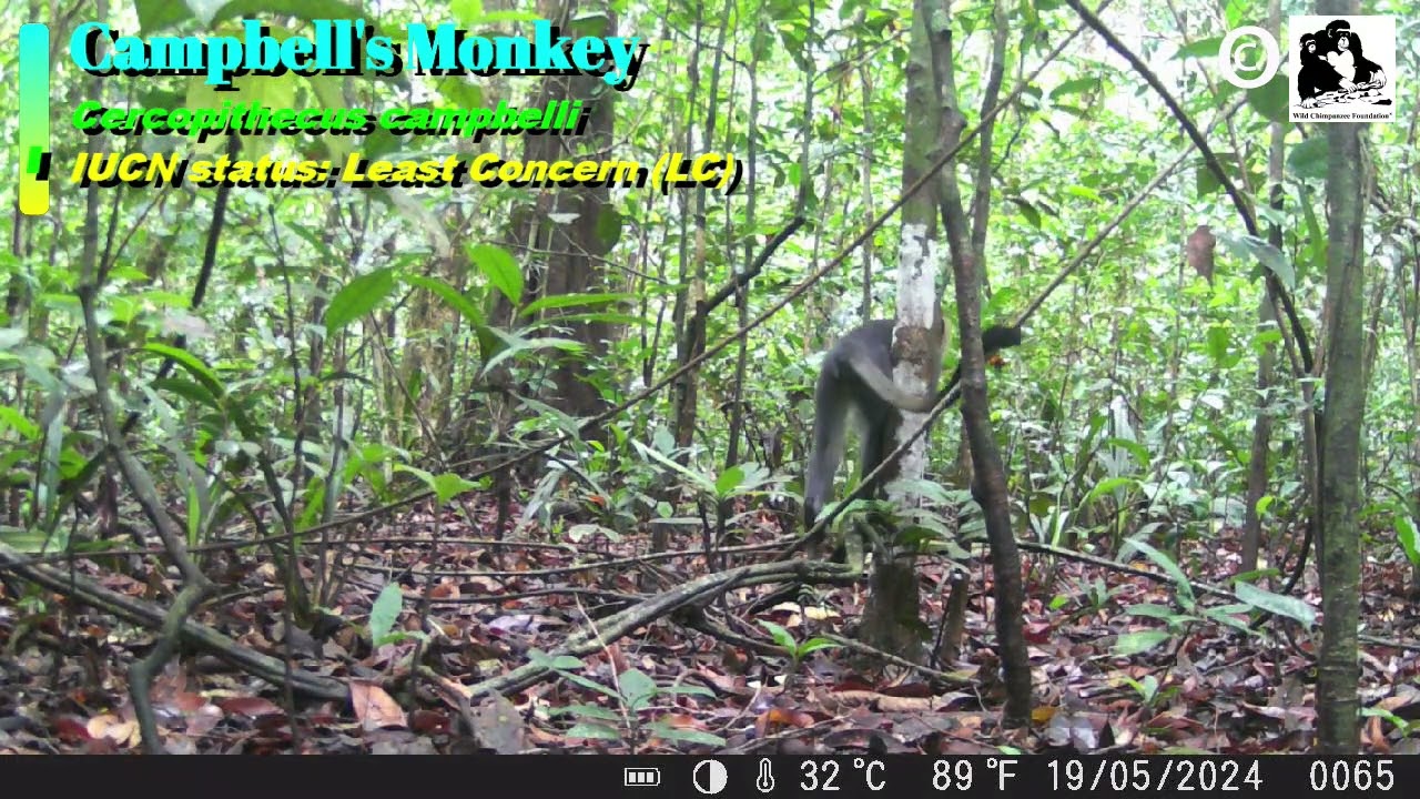Wildlife captured by camera traps in proposed Kwa National Park, Liberia