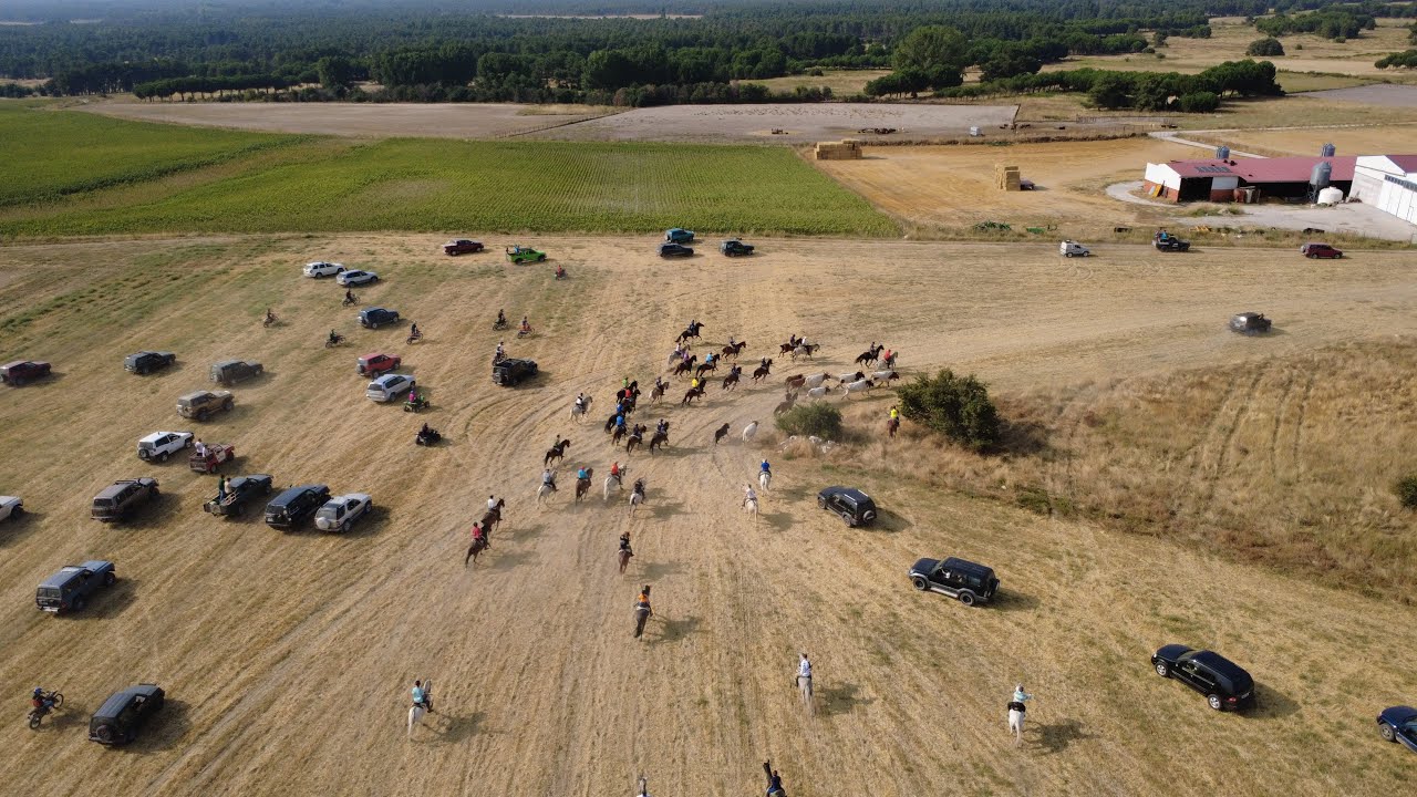 Encierro campestre 15 de agosto de 2025 Hontalbilla (Segovia)