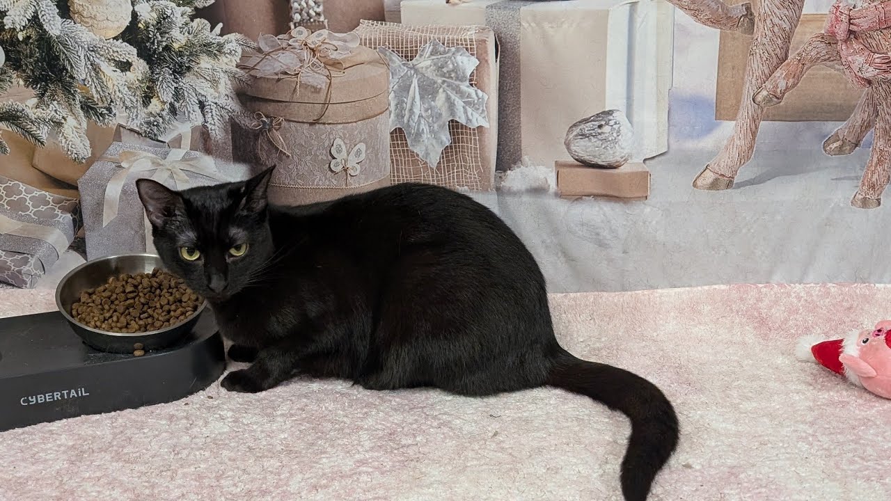 Merry Christmas from our 19 cats! #cats